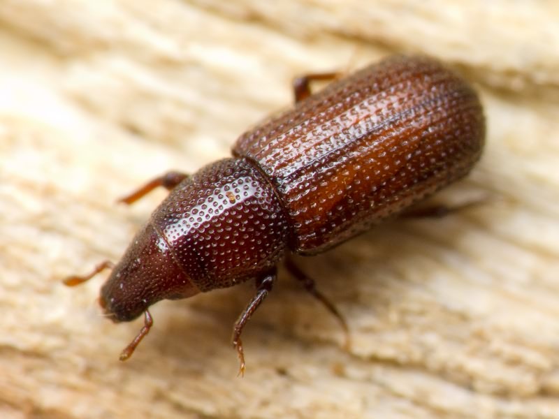 Stereocorynes truncorum (Germar, 1824)